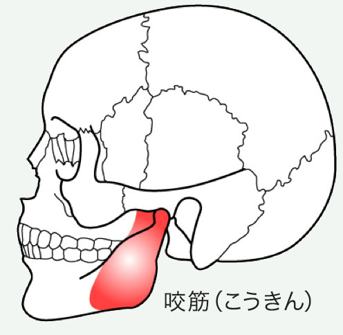 「咬筋（こうきん）